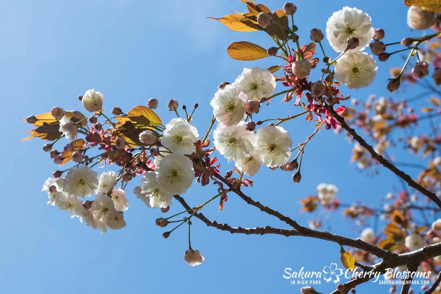 cherry blossom※プロフ確認 Sakura Watch May 24, 2019 - Fugenzo blossoms are now in